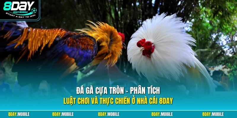 Đá gà cựa tròn