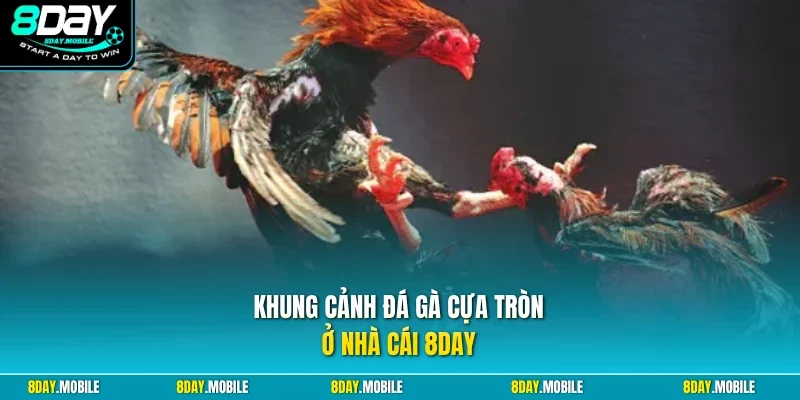 Khung cảnh đá gà cựa tròn ở nhà cái 8Day