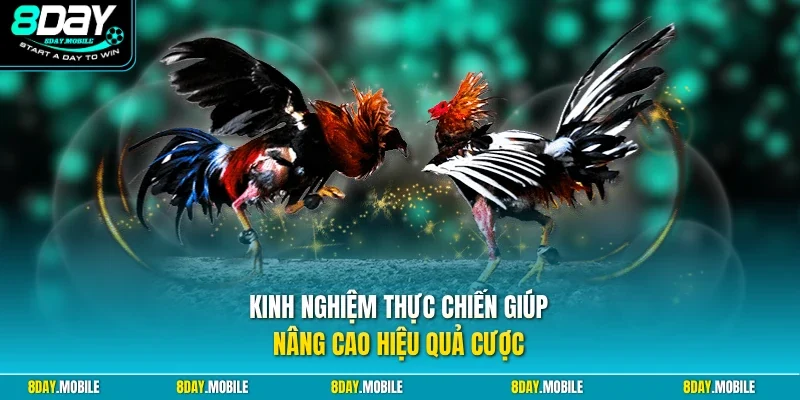 Kinh nghiệm thực chiến giúp nâng cao hiệu quả cược