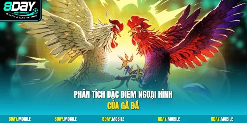 Phân tích đặc điểm ngoại hình của gà đá
