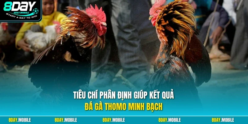Tiêu chí phân định giúp kết quả đá gà Thomo minh bạch